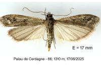 Phycitodes albatella