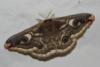 Saturnia pavonia/pavoniella