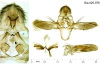 Ephestia disparella