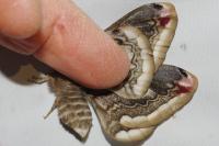 Saturnia pavonia/pavoniella
