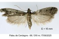 Ephestia disparella