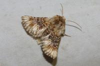 Amephana anarrhini