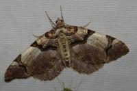 Anticlea derivata