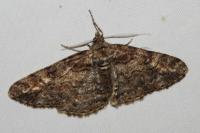 Cleora cinctaria