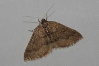 Aleucis distinctata