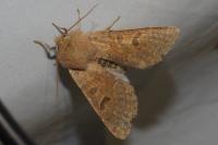 Orthosia miniosa
