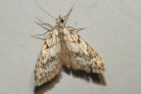 Nola cicatricalis