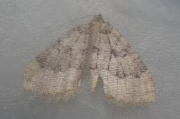 Triphosa tauteli