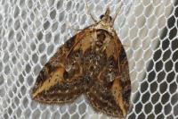 Chesias isabella