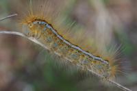 Malacosoma castrense