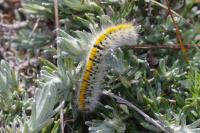 Lasiocampa trifolii trifolii
