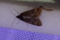 Pyrausta despicata