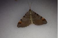 Macaria liturata