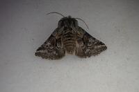 Cleonymia yvanii