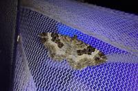 Epirrhoe alternata
