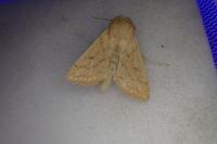 Mythimna vitellina