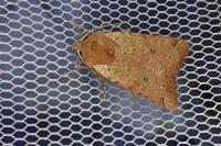Spudaea ruticilla