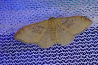 Idaea degeneraria