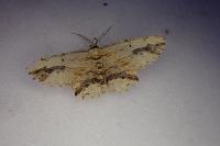 Menophra abruptaria