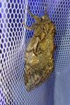 Peridea anceps