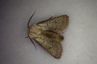 Agrotis turatii