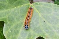 Malacosoma neustria