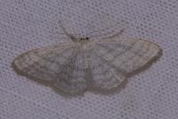 Idaea subsericeata