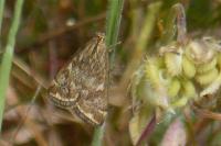 Loxostege sticticalis
