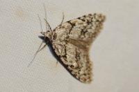 Nola cicatricalis