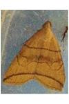 Herminia grisealis