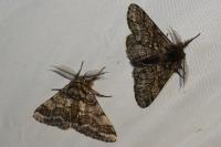 Lycia hirtaria