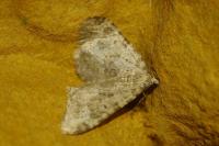 Coenotephria salicata