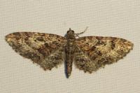 Eupithecia cocciferata