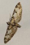 Eupithecia irriguata