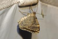 Xanthorhoe fluctuata