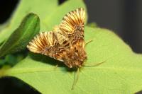 Amephana anarrhini
