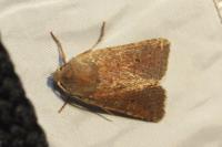 Spudaea ruticilla