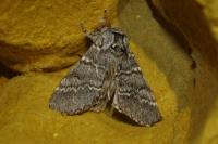Drymonia ruficornis