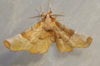 Selenia lunularia