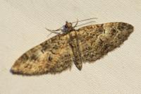 Eupithecia abbreviata