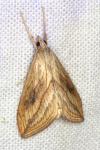 Evergestis forficalis