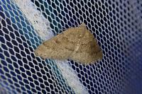 Aleucis distinctata