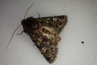 Valeria jaspidea