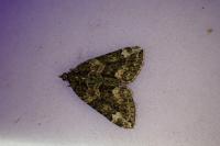 Chloroclysta siterata