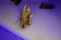 Menophra abruptaria