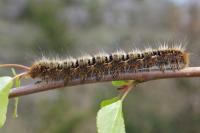 Lasiocampa quercus quercus