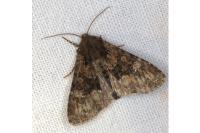 Apamea illyria