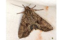 Apamea monoglypha monoglypha