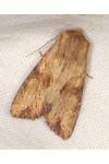 Apamea sublustris