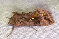 Autographa pulchrina